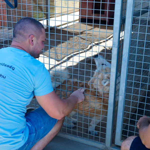 Menhelyi kutya a Kira Völgységi Kutyamentő Egyesületnél