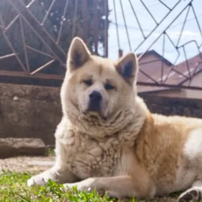 Akita, 8 éves